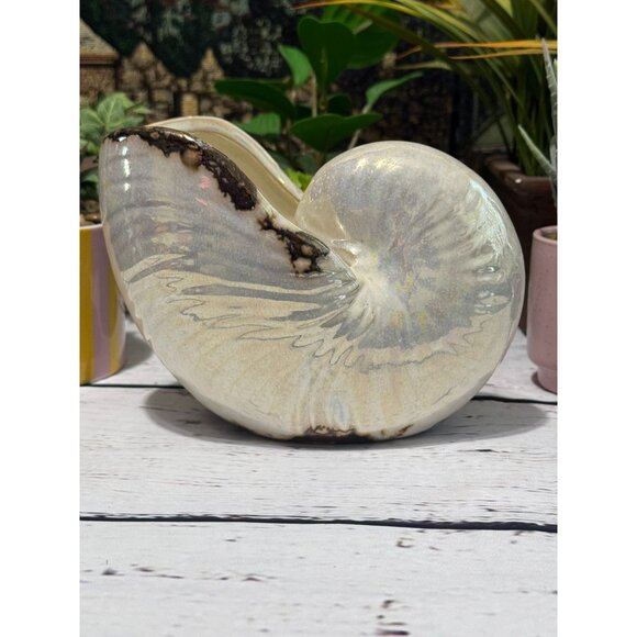 Pearlized Nautilus Shell Planter Or Display Accent - Picture 8 of 8